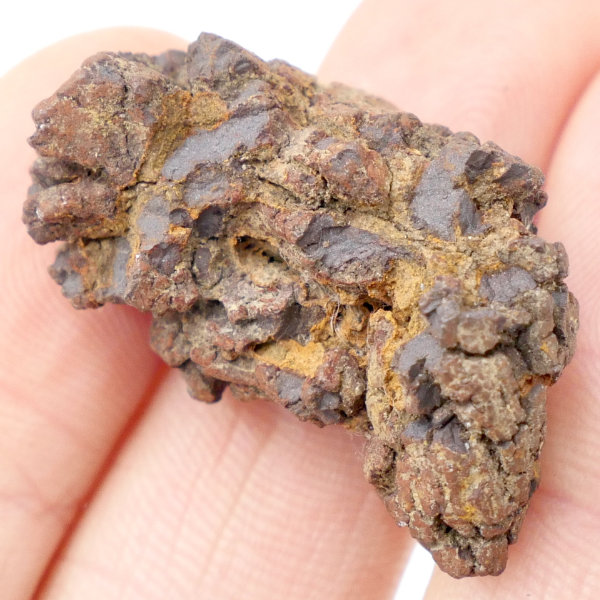 Coprolite