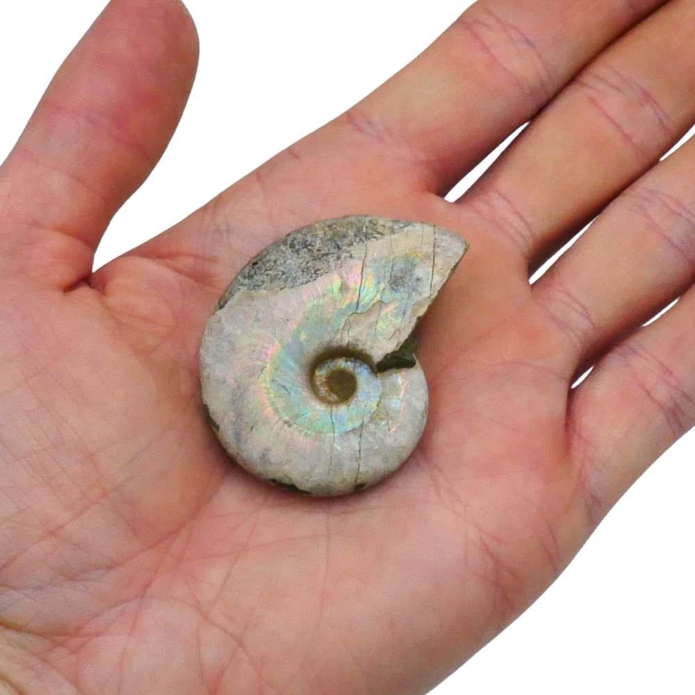 Ammonite Iridescent Opalised Fossil 1 A11 11 size